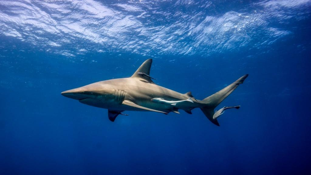 A shark swimming underwater in its ocean habitat, a picture you may find in shark books for kids
