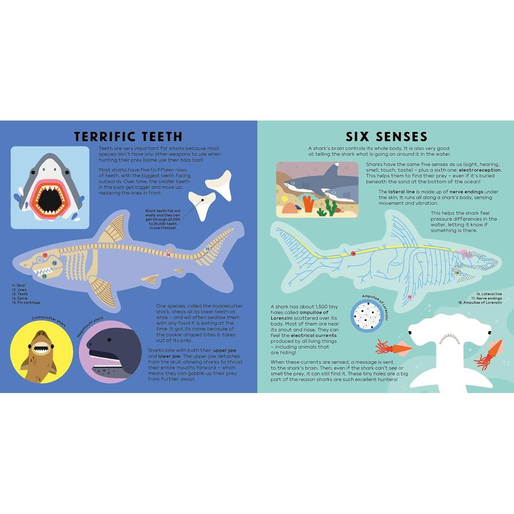 An illustrated nonfiction book showing different shark species