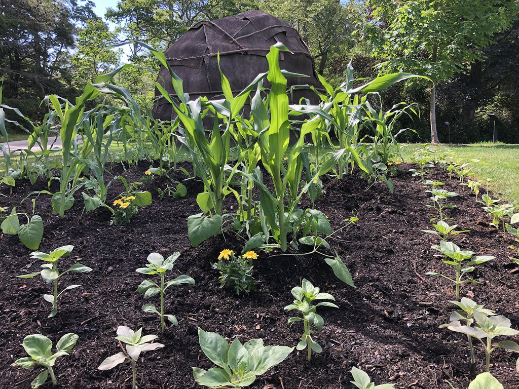 Corn, beans, and squash growing together in a Three Sisters garden